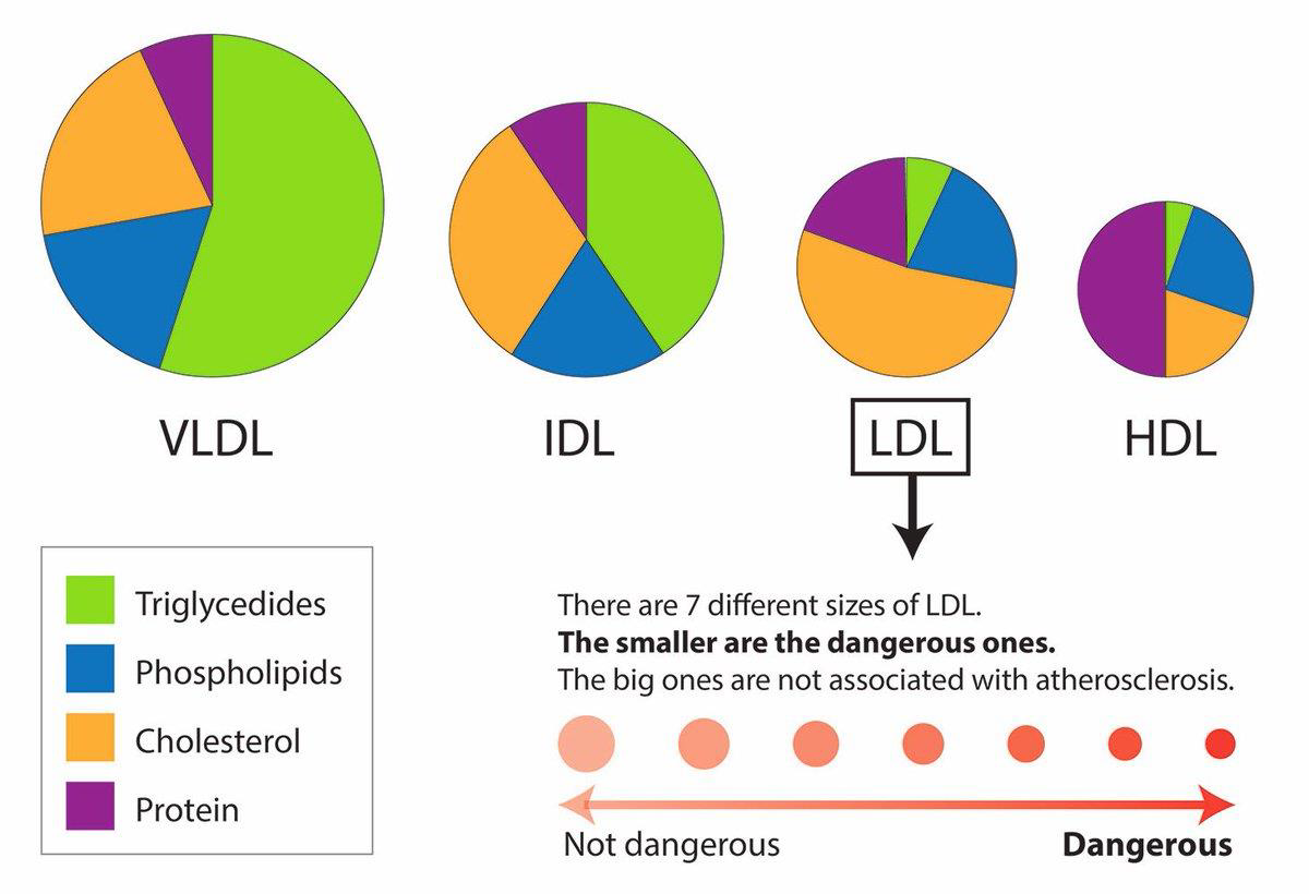 size-ldl